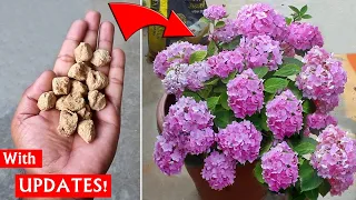 USE SOYA BEAN On Hydrangea n SEE WHAT Happens NEXT!