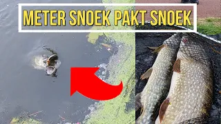Meter snoek pakt snoek! (Beide gevangen!) (English subtitles)