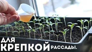 Берите на ЗАМЕТКУ МЕД+ВОДА=Рассада толстеет на глазах. Чем подкормить молодую рассаду до пересадки?