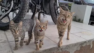 Poor Hungry Mother Cat and Kittens are Meowing loudly and wanting Food.