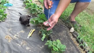 SUPER EASY IDEA FOR PLANTING STRAWBERRIES!!!