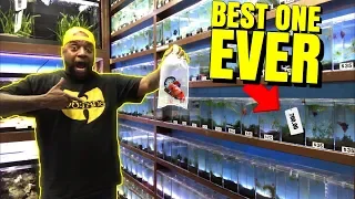 Buying the MOST EXPENSIVE BETTA FISH from EXOTIC FISH store.