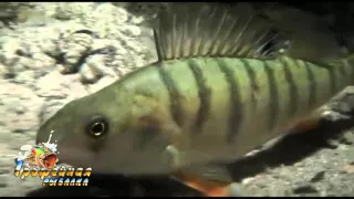 Сом убийца на охоте , подводные съемки  Killer Catfish on the hunt, underwater photography