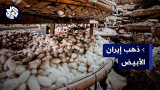 رحلة صناعة الحرير في إيران .. من ورق التوت وشرنقات دود القز وصولا إلى إنتاج الخيوط