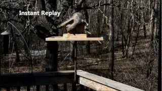 Squirrel Wars2 (short HD) - Bird feeder with electric fence wire