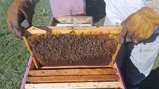 объединение пчел весной .повторный осмотр проблемных семей и их исправление.