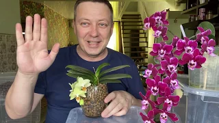 пересадка орхидеи в керамзит ЗАКРЫТАЯ СИСТЕМА