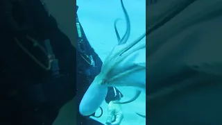 Adorable Octopus Plays with Scuba Diver! #Octopus #Shorts