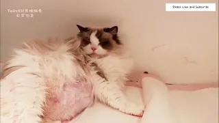 Cat Giving Birth to 10 Kittens