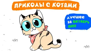 Приколы с котами. ЛУЧШЕЕ ЗА ОКТЯБРЬ 2022 | Мемозг