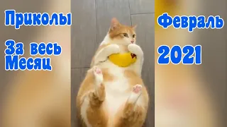 Приколы за весь Февраль 2021 - Funny videos of the February 2021