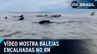 19 baleias encalham em praia no Rio Grande do Norte | SBT Brasil (31/05/24)