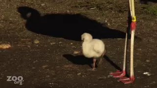 Funny Baby Flamingo SQUEAKS!