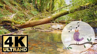 🍃🎶 Sounds of Wildlife: Forest Birds Singing near a Mountain River. #3