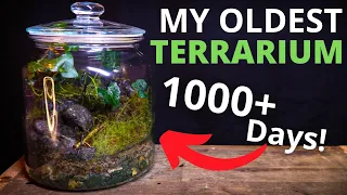 What Happens To a Terrarium After 1000+ Days?! (3 Years)