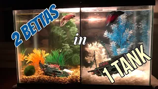 How We Put 2 Betta Fish in One Tank