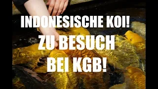 Koiteichblog [66] ★ Koi aus Indonesien bei KGB in Berlin