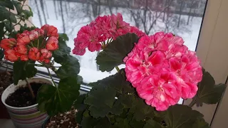 ЧЕМ КОРМЛЮ СВОИ ПЕЛАРГОНИИ ЗИМОЙ 🌺/В ЧЕМ СЕКРЕТ ЗИМНЕГО ЦВЕТЕНИЯ 👌