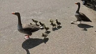 Goose goslings in St James Park