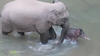 Wild Asian elephant herd in Yunnan welcomes sixth newborn calf