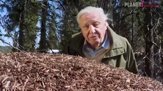 David Attenborough: Hormigas