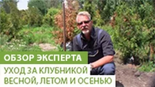 Как правильно ухаживать за клубникой весной, летом и осенью