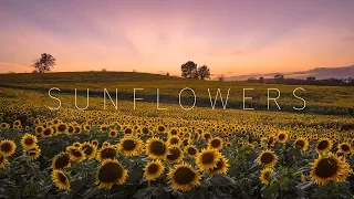 Kansas Sunflower Fields - Grinter Farm - Aerial & Timelapse