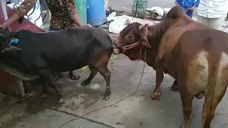 Punganur bull matting boni cow