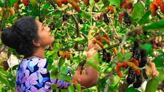 We pick so yummy Mulberry to make my son's favorite drink@Villagekitchensrilanka83