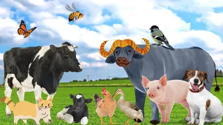Familiar animals - Cow, dog, chicken, pig - Animal sounds