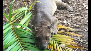 Zoo to You with Malala, our Fossa!