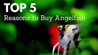 Top 5 Reasons Why You Should Buy Angelfish