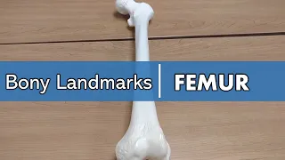 bony landmarks of the femur