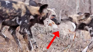 Wild Dogs Tear Hare in Half | Wildlife Moments | The Moments Show