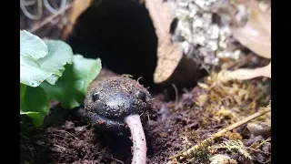 Feeding My Morphed Axolotls