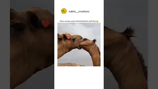 Camel Kissing #ytshorts #camel #shortsvideo #viral #shorts #shortvideo #shorts