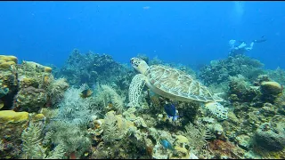 Dr. Scuba Presents: Roatan Scuba Diving May 2022