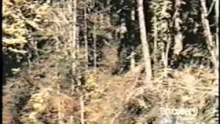 Bigfoot Patterson Film Part 1