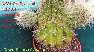 Saving a Rotting Cactus & removing Cactus Pups | Cactus Rescue #cactus #cacti #cactusplants