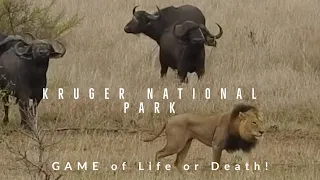 Kruger National Park | A game of Life or Death | South Africa