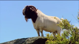 Boer Goat Farming