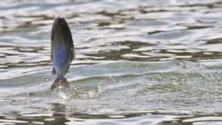 Deschutes River Fly Fishing Spring Float