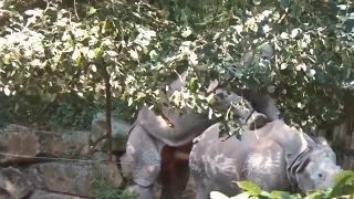 African Rhino mating Rhino sex tapes
