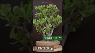 Shriveled Jade after 7 month without water | Glorious Revival