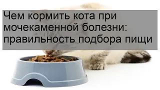 Чем кормить кота при мочекаменной болезни: правильность подбора пищи