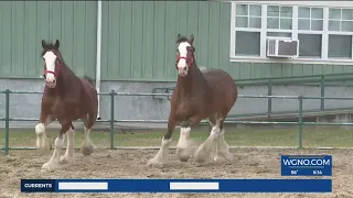 Budweiser Clydesdale horses arrive in New Orleans for Mardi Gras parades