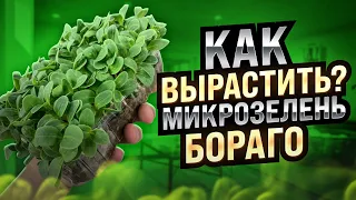 Как вырастить микрозелень бораго?
