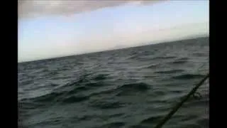 9FT SHARK STEALS MY FISH NEAR THE BOAT