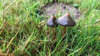 Identifying Psilocybe Semilanceata (Liberty Caps)