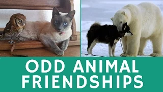 Funny ANIMAL COUPLES: 15+ stories about unusual friendship of animals